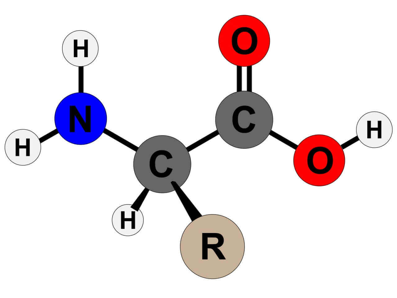 Amino Acid: Definition, Classifications, 8 Functions, And Benefits » 2025 - Do Amino Acids Burn Belly Fat