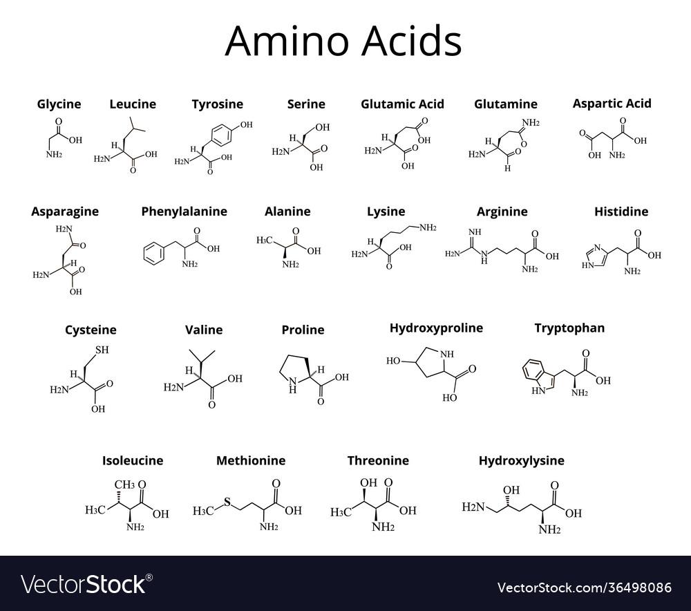 What Is Amino Acid Based Formula