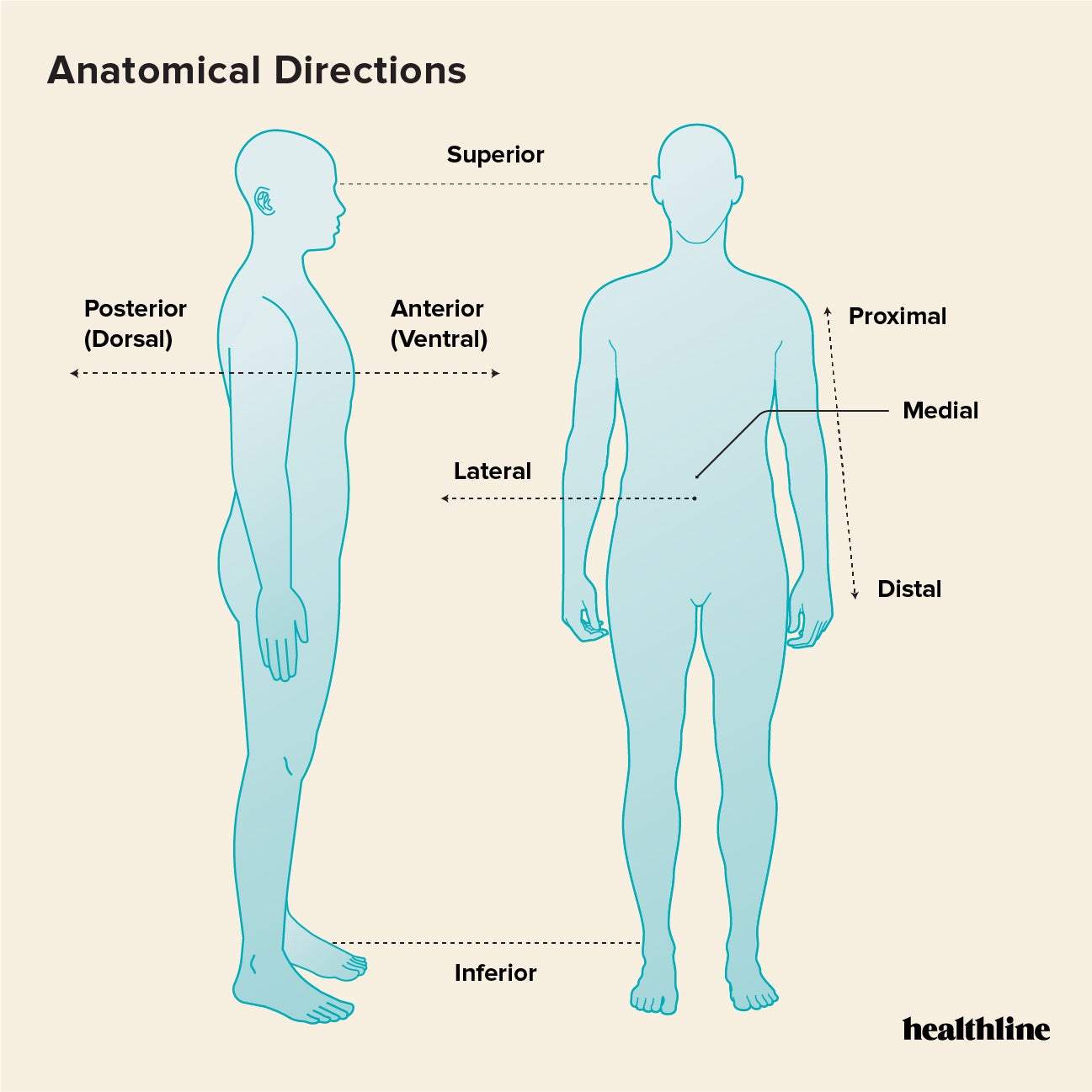 Anatomical Body Planes Worksheet Human Body Worksheets 1.2: Anatomical - Can Body Combat Help Lose Weight