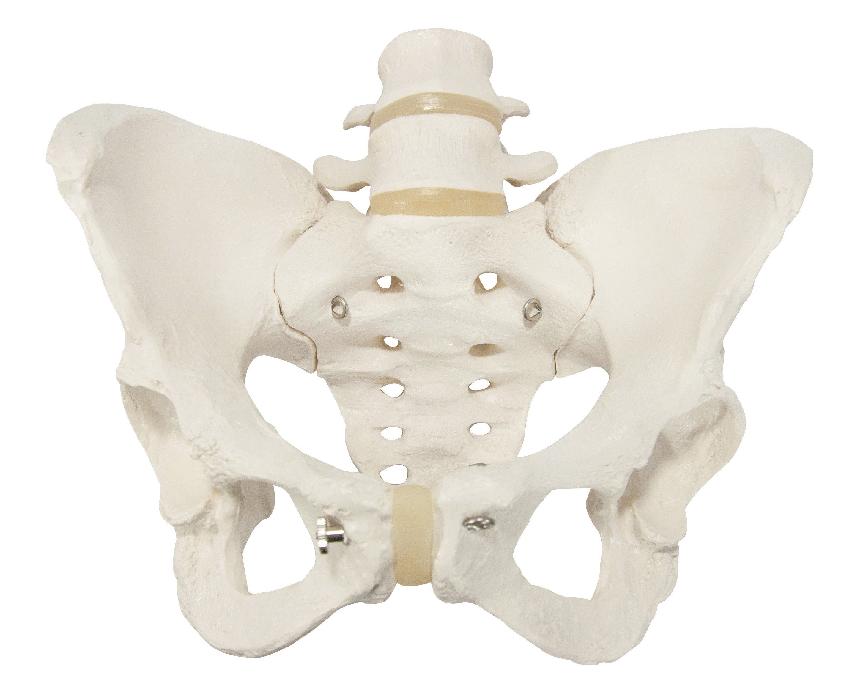 Anatomical Model- Female Pelvis and Pelvic Floor, 5 part - Australian - Pelvic Floor Physical Therapy Rochester Ny