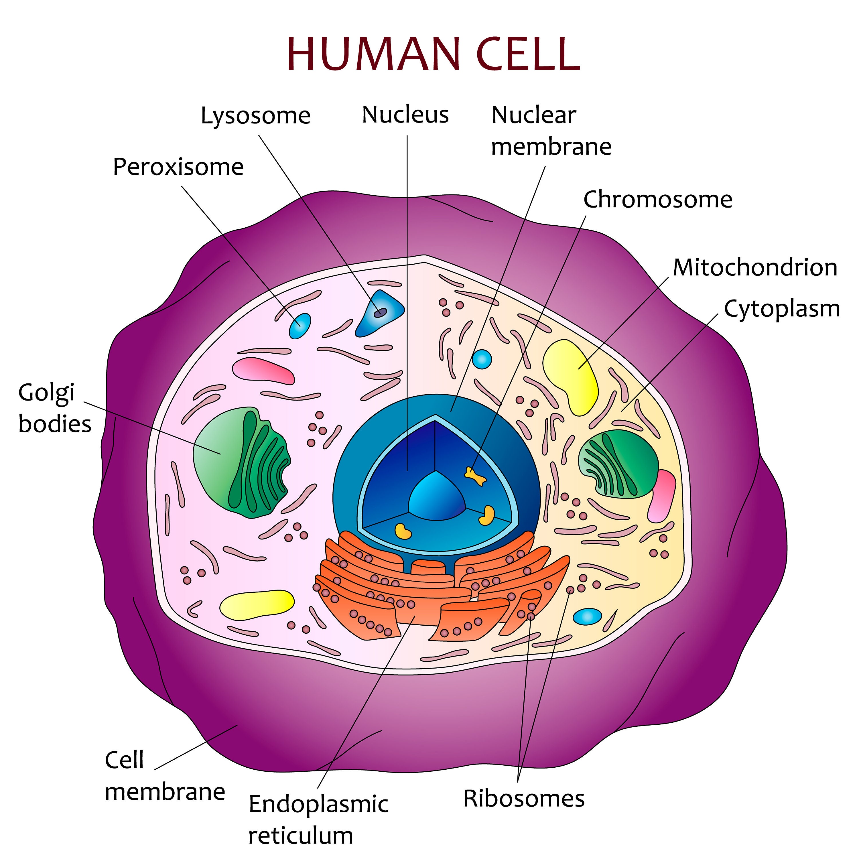 Anatomy Of A Typical Cell - Cell Bodies Of Sensory Neurons Are Located In The