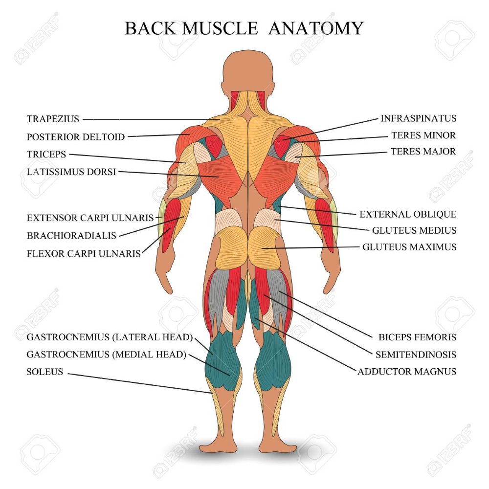 Anatomy Of Human Muscles In The Back, A Lower Back Muscles Anatomy - Back Market Promo Code For Existing Customers