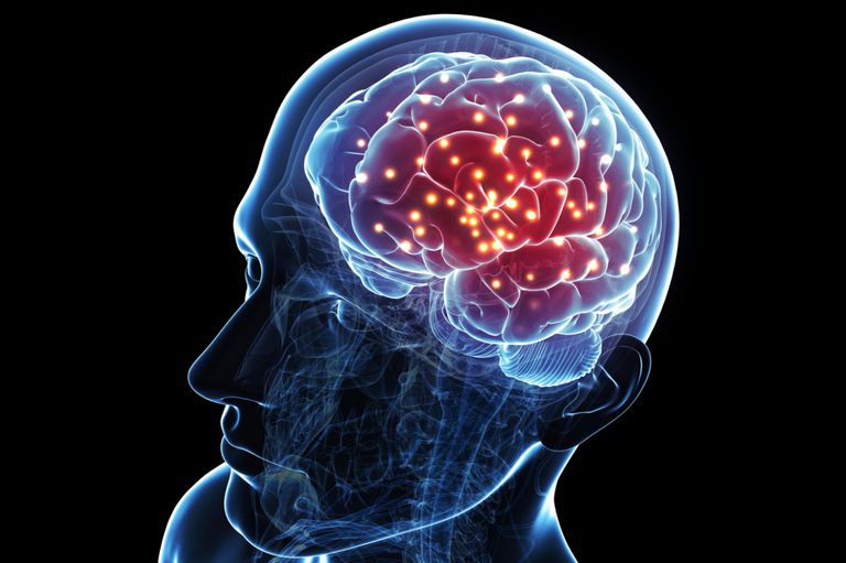 Anatomy of the Brain: Structures and Their Function - Brain Waves Synchronize When People Interact