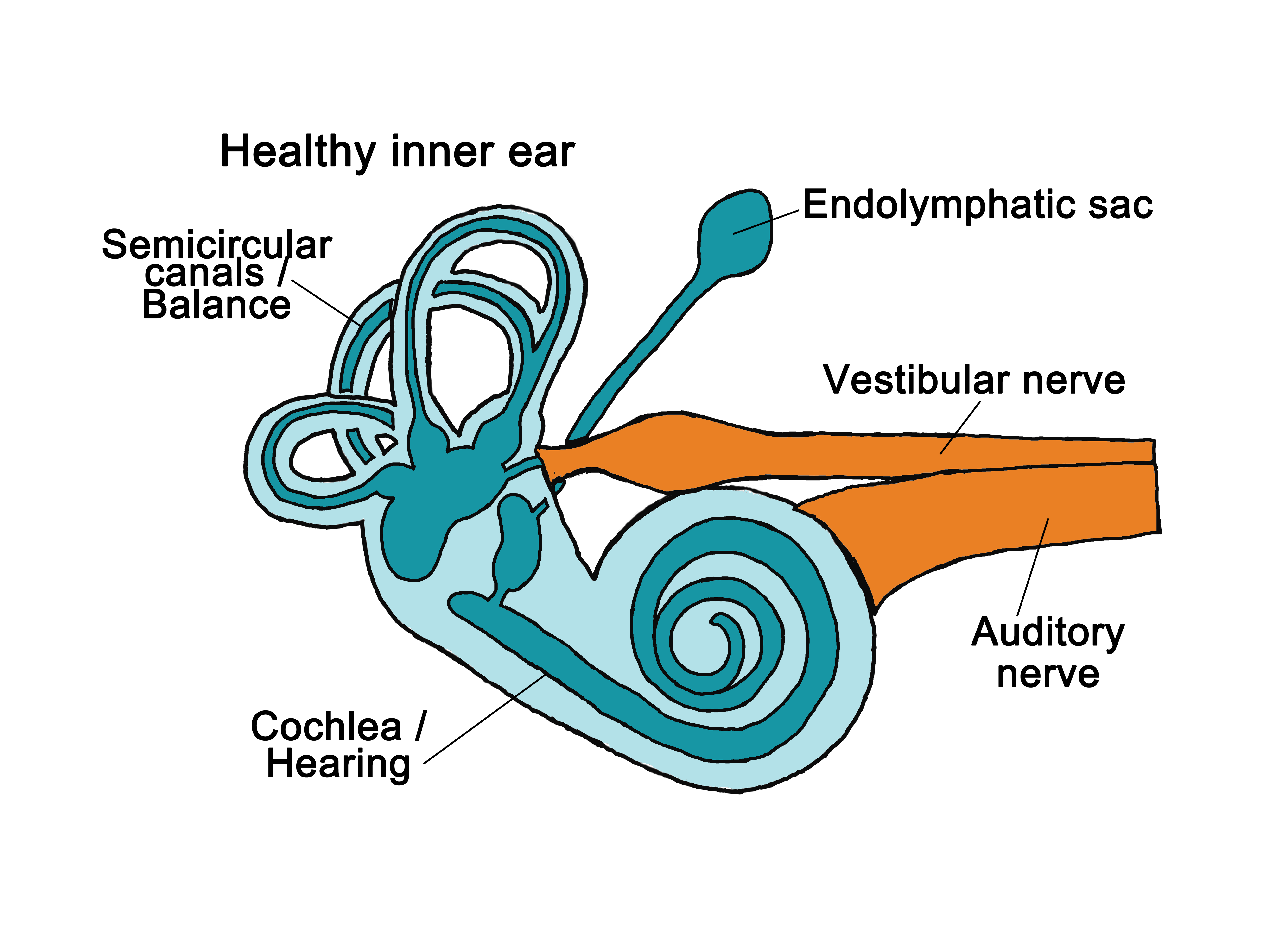 Anatomy Of The Ear - Ear Nose And Throat Doctor Reno