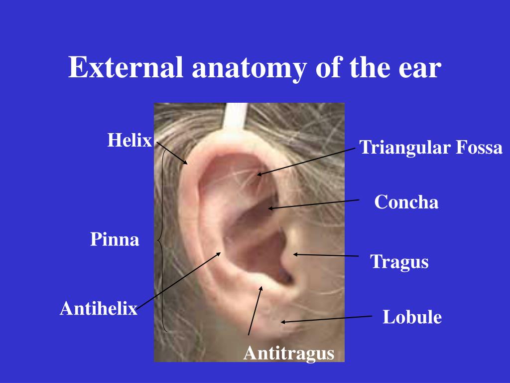 Ear Nose And Throat Doctor Reno