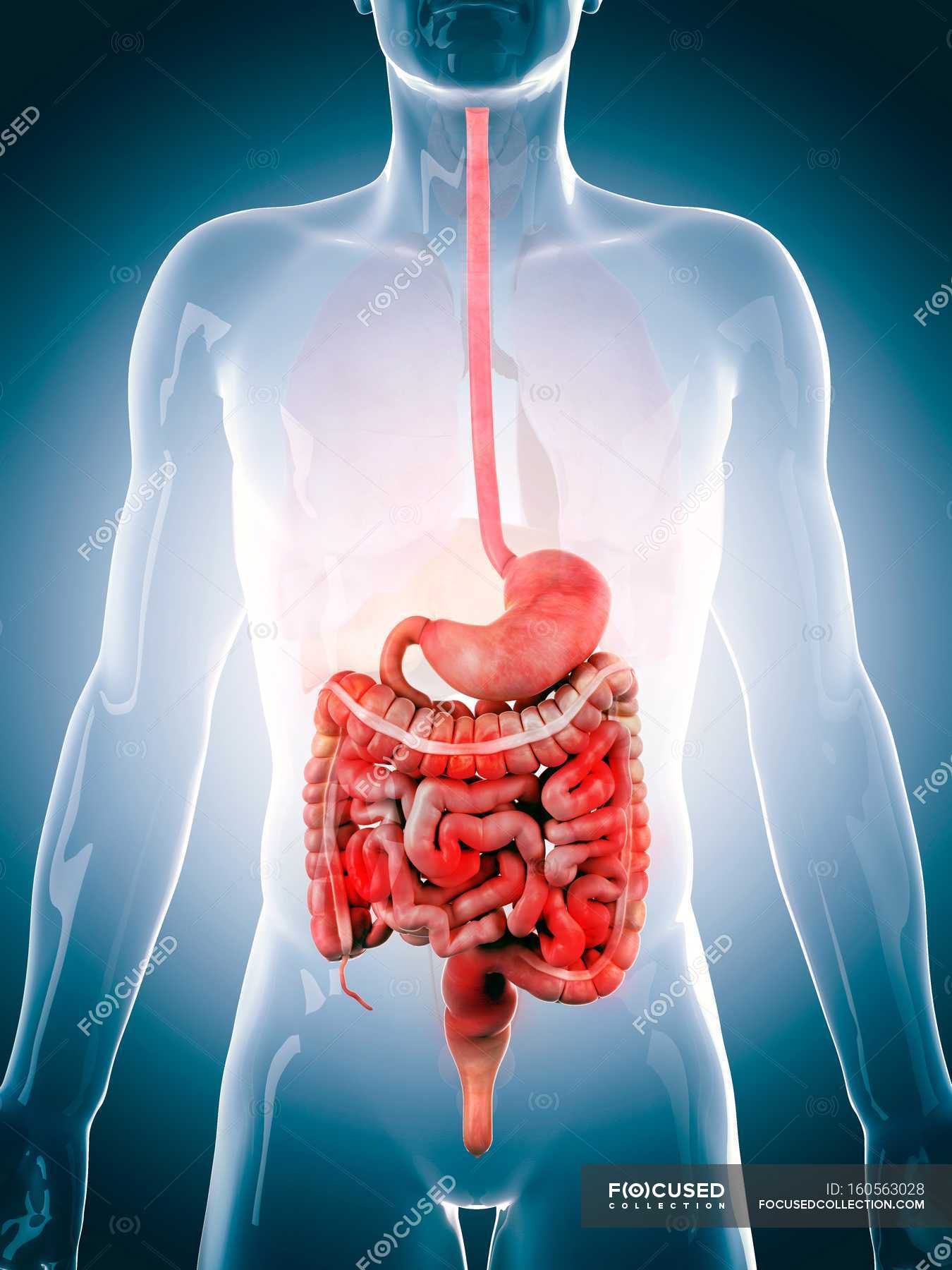 Anatomy Of The Gi System - Gi Alliance Of Illinois Lake In The Hills