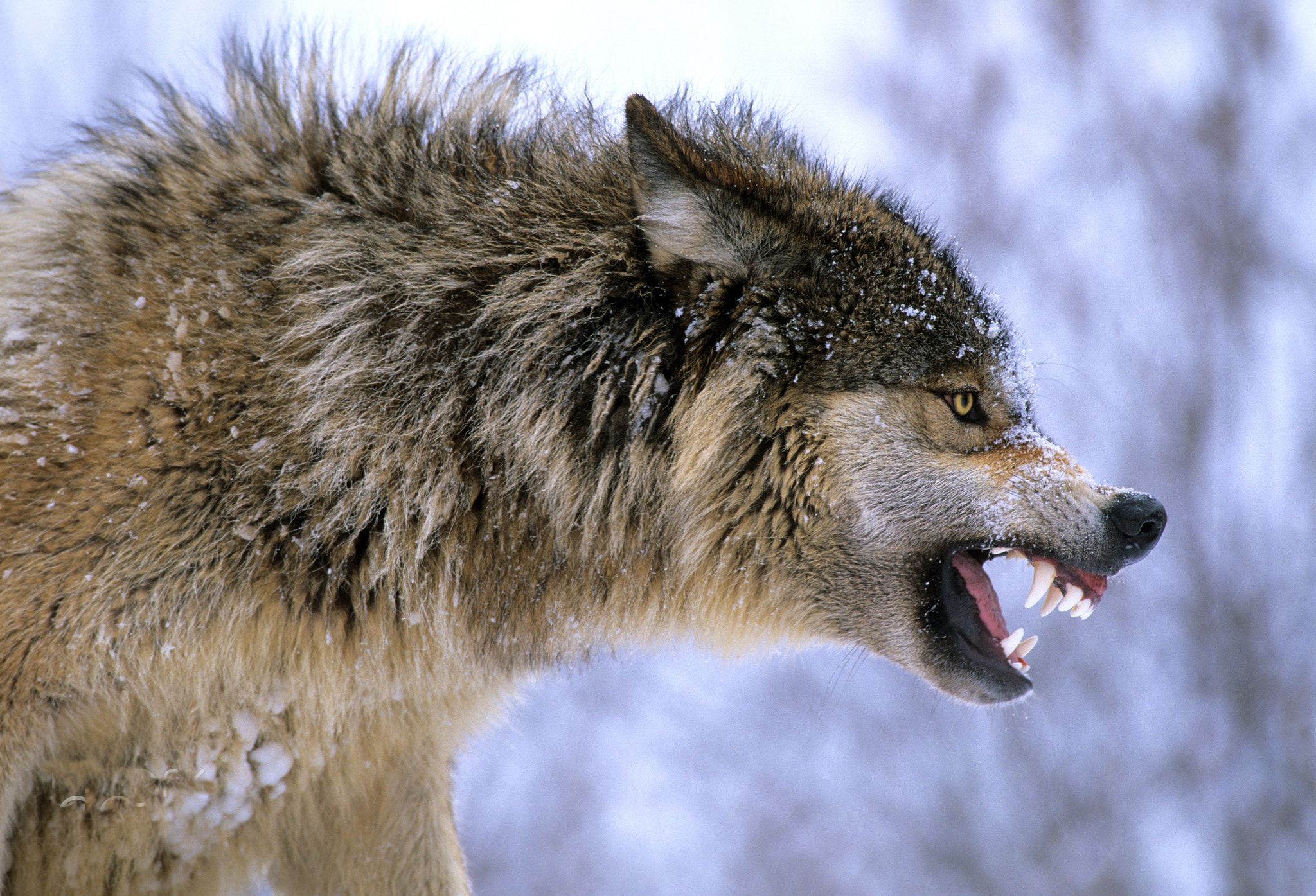 Angry Gray Wolf Snarling in the Snow - Wolf Gold Free Spins No Deposit