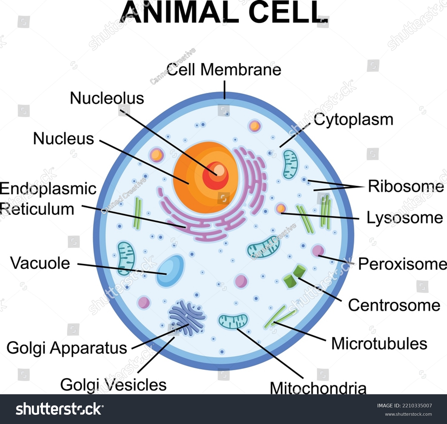 Animal Cell Structure Parts Functions Labeled Diagram – Bilarasa - Cell Stem Cell Impact Factor 2024