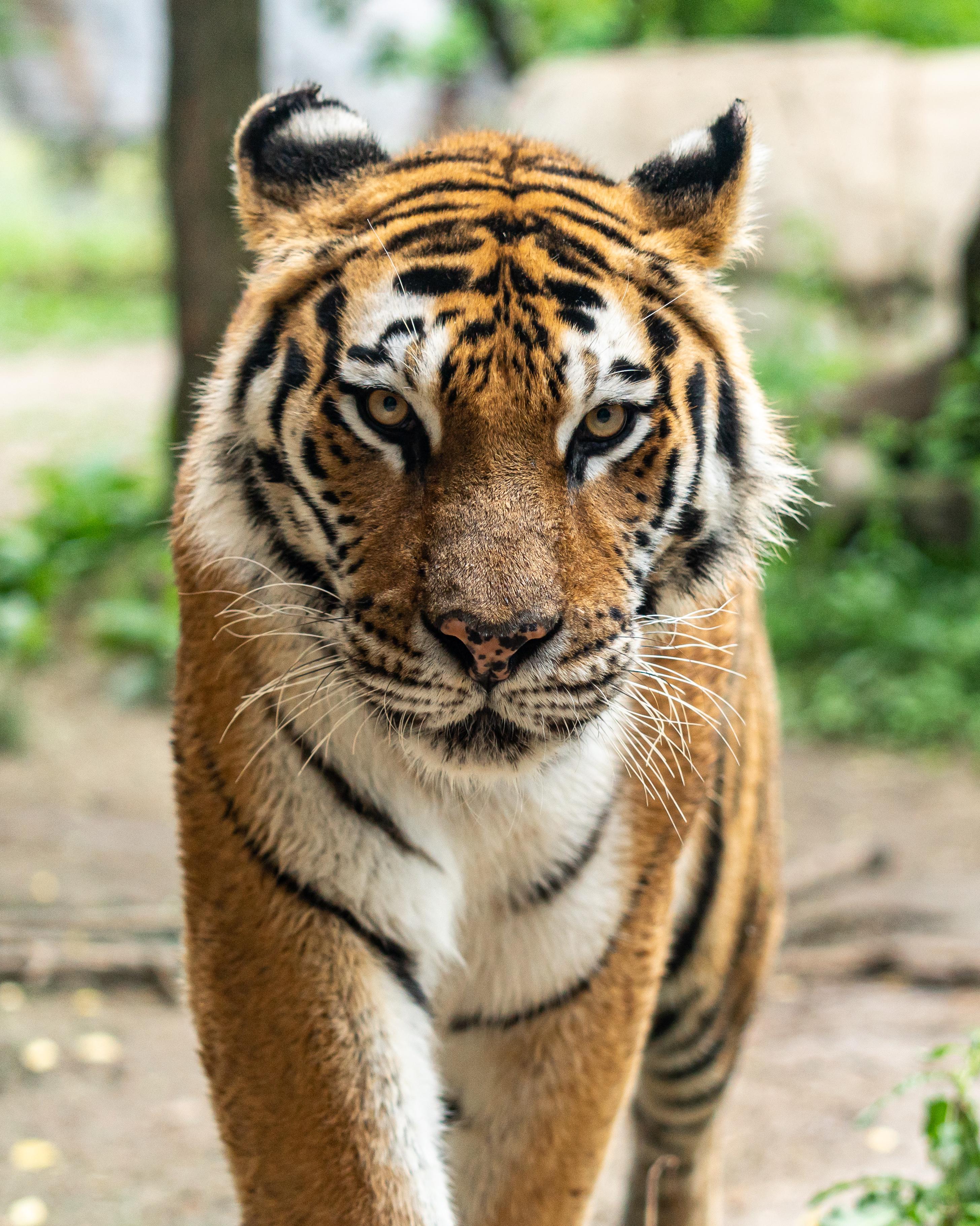 Animal Tiger HD Wallpapers - Wallpaper Cave - Tiger Woods Upper Deck Partnership Extension