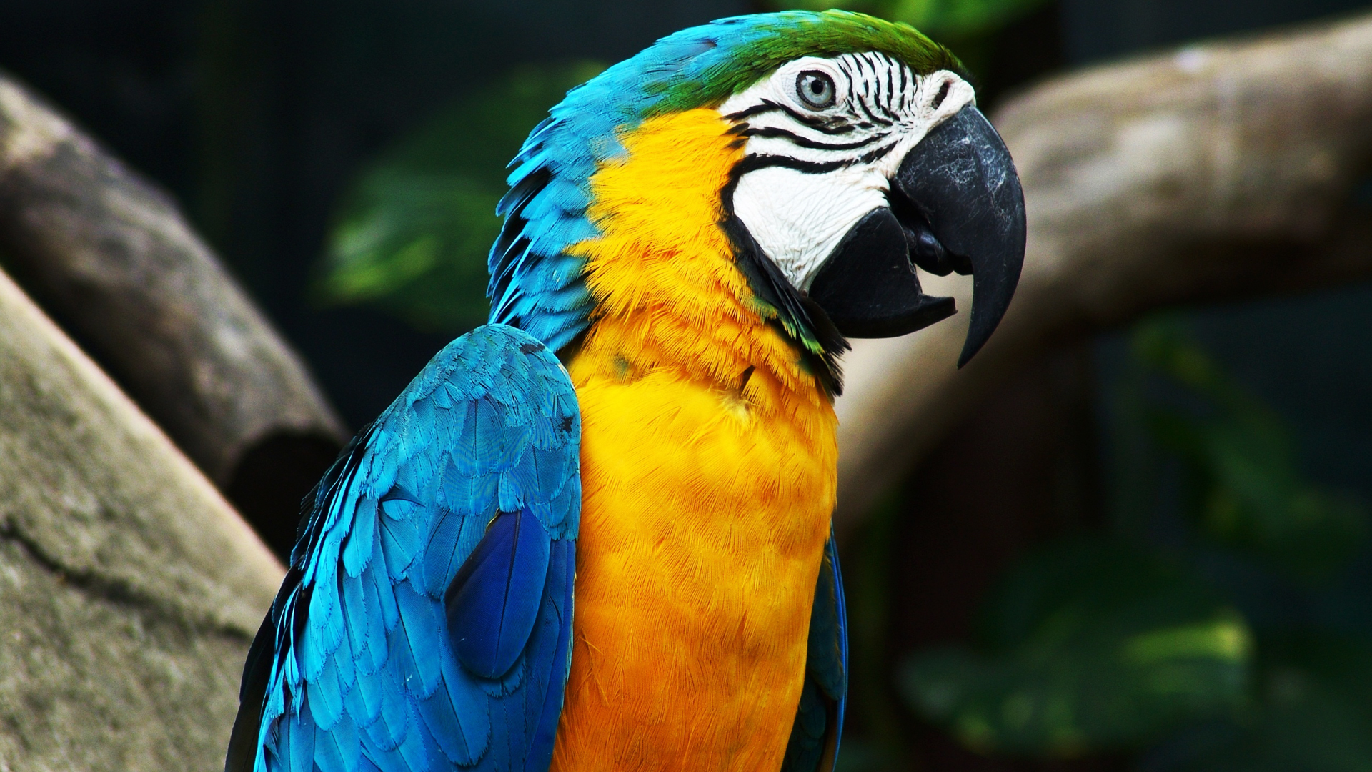 Animal Wallpapers HD Free Download - Animal Crossing Aquarium Tour Myrtle Beach