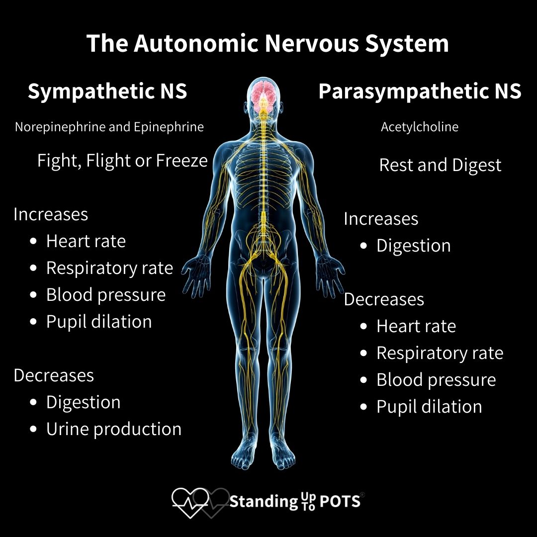 ANS 101 | Standing Up To POTS - Sympathetic Nervous System And Blood Pressure