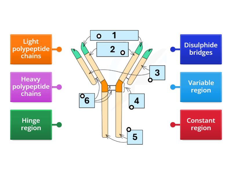 Antibody structure A Level Biology - Labelled diagram - Correctly Label The Structure Of An Antibody.