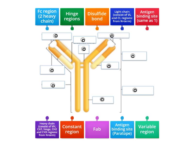 Correctly Label The Structure Of An Antibody.