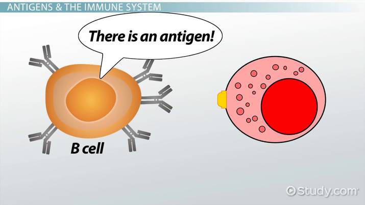 Antigen-Presenting Cells | Definition, Types & Function - Lesson - Antigen Ai Labs Company Overview Products