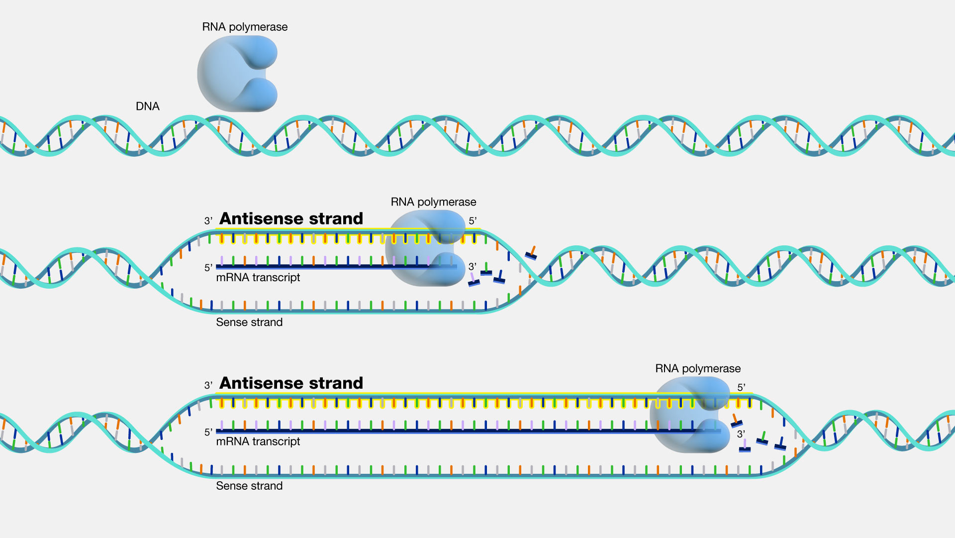 Antisense - Antisense Rna Does Which Of The Following