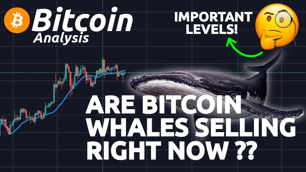 ARE BITCOIN WHALES SELLING RIGHT NOW ?!? IMPORTANT SIGNS IN THE CHART - Dogecoin Whales Accumulate Signaling Potential For Significant Price Gains