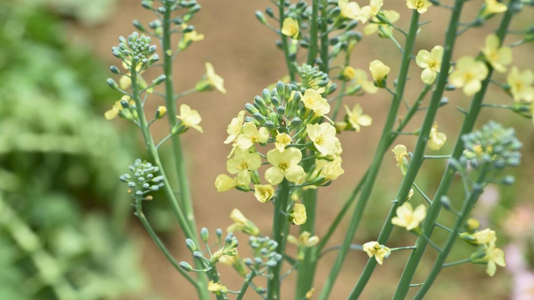 Are Broccoli Flowers Edible? - How Are Mafic Minerals Different From Felsic Minerals