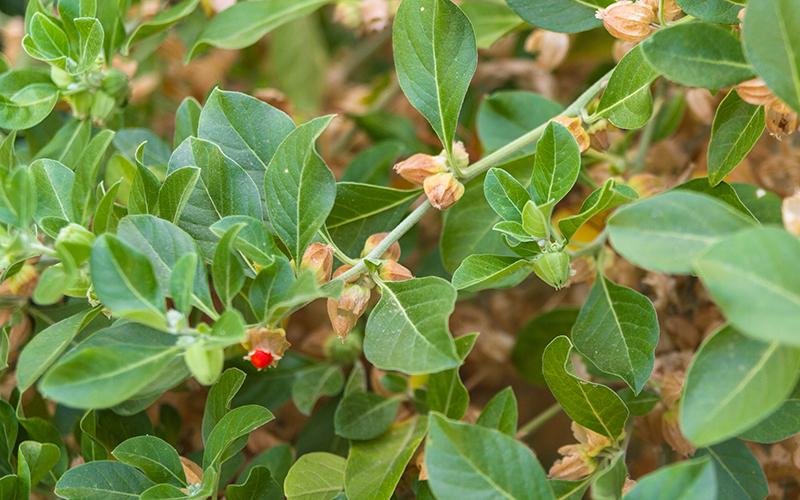 Ashwagandha – Beaufort Organics - What Is Ashwagandha Maca Fenugreek Good For
