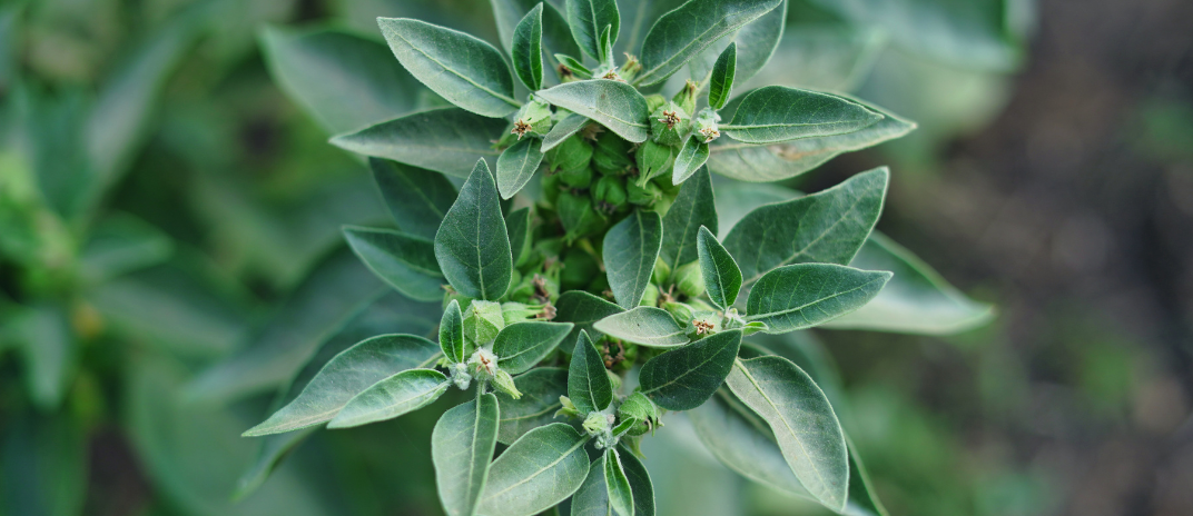 Does Ashwagandha Interfere With Birth Control