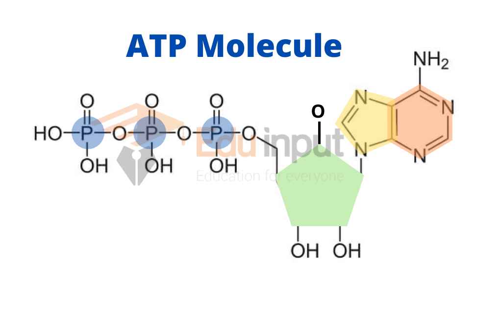 ATP- Cell's Energy Currency - Structure and Functions | Mechanism of - Atp Is Important To Cellular Processes Because It