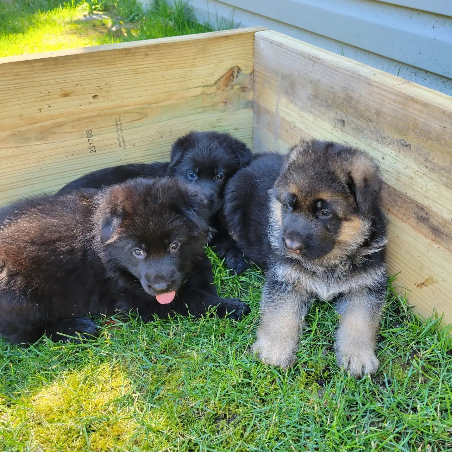 Aurora Hills German Shepherds - German Shepherd Dog Puppies for Sale in - German Shepherd Puppies For Sale In Chicago Area