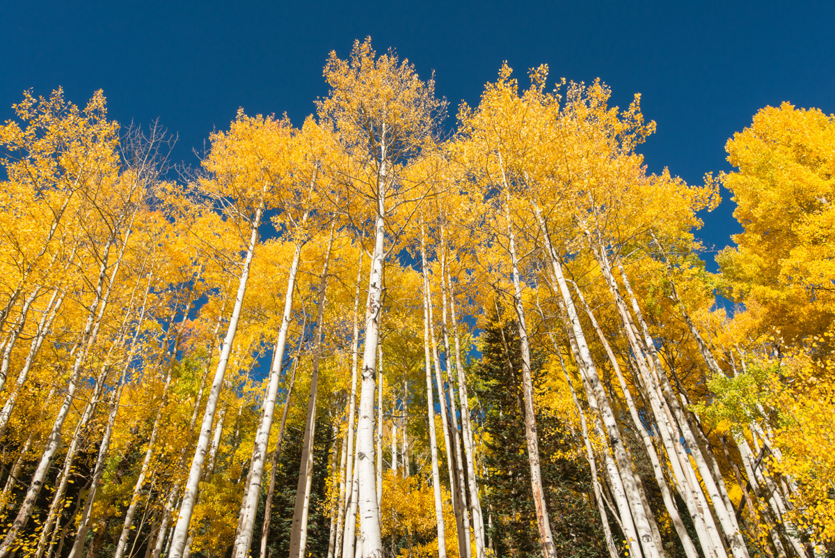 Autumn Aspens in Colorado - Shawn Beelman Photography - Aspen Manufacturing Atascocita Road Humble Tx