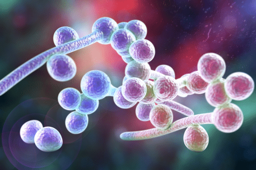 BACILLUS COAGULANS AND IBS - Does Bacillus Coagulans Help With Yeast Infections
