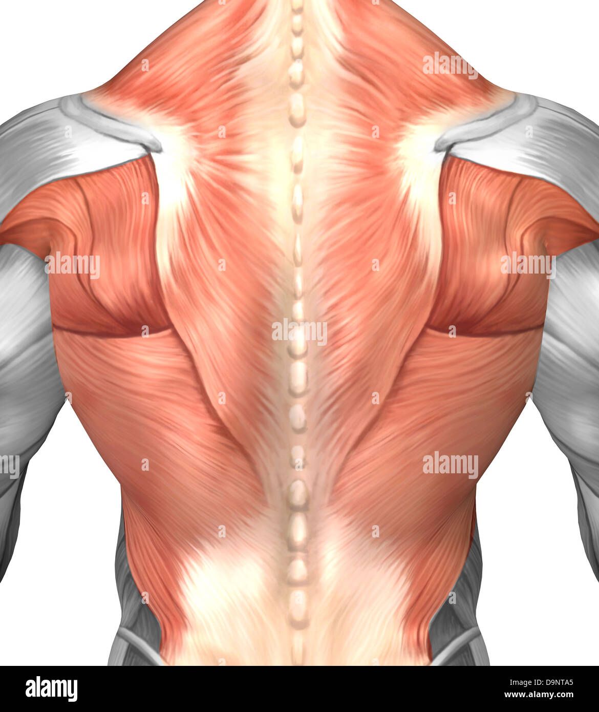 Back Muscles Anatomy - Back Market Promo Code For Existing Customers