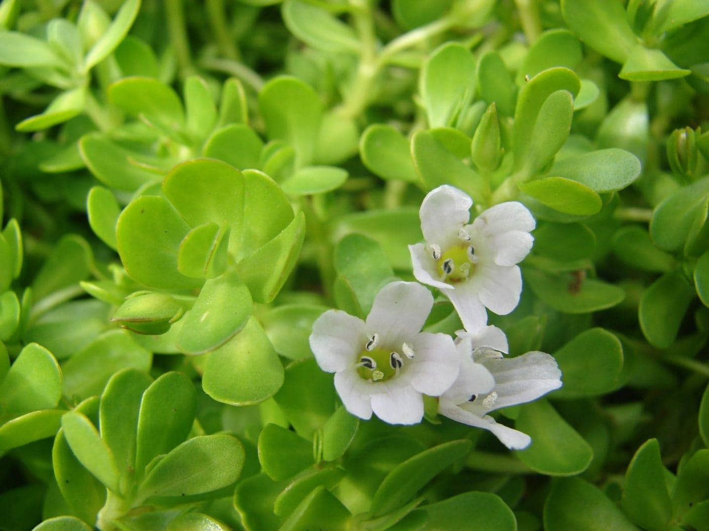 Bacopa monnieri (Brahmi, Water Hyssop) - Linden Botanicals - Bacopa Monnieri Ginkgo Biloba And Huperzine A