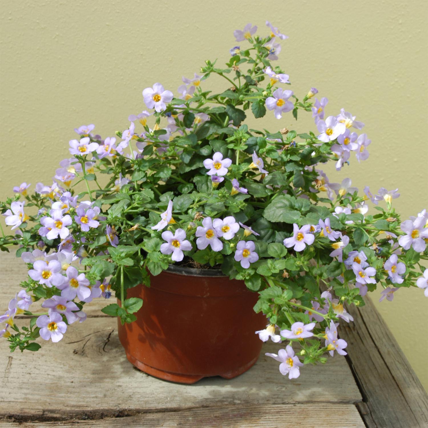 Bacopa Seeds - Bacopa Blutopia Blue Flower Seeds - Bacopa Monnieri Ginkgo Biloba And Huperzine A