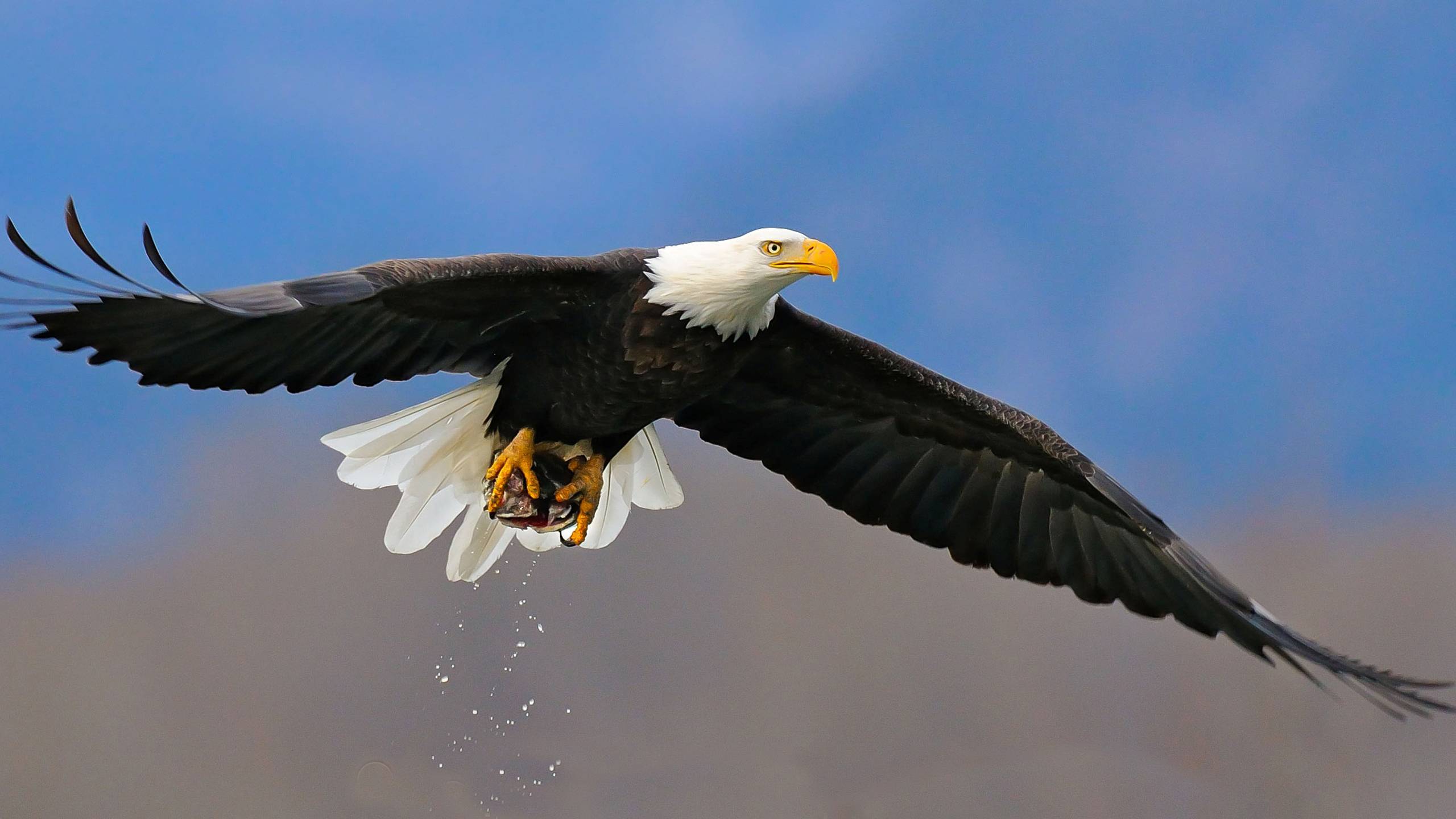 Bald Eagle Wallpapers - Wallpaper Cave - Eagle's Trace Senior Living Community Photos