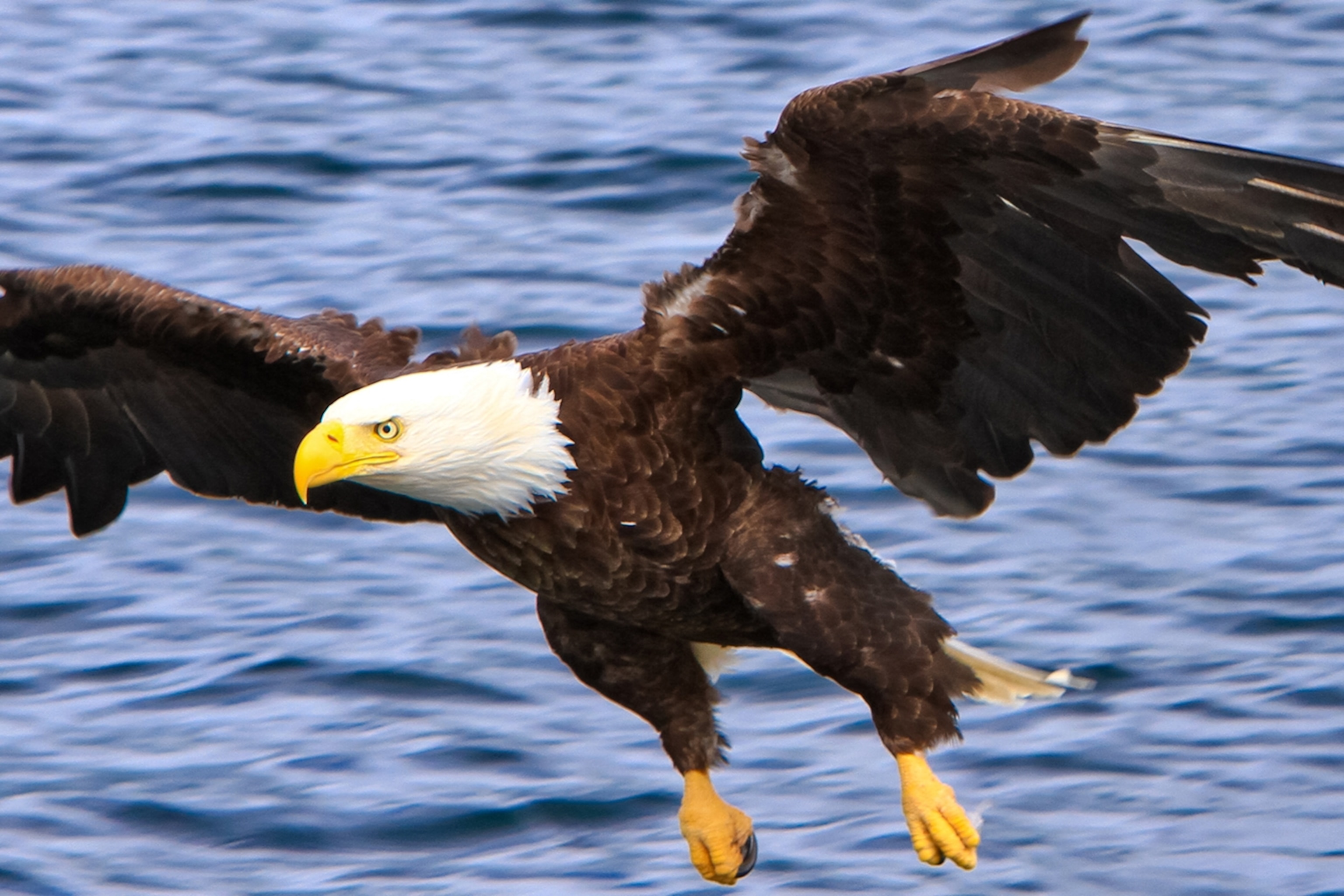 Bald Eagles Flying - Eagle Casino Promo Code 2024 No Deposit Bonus