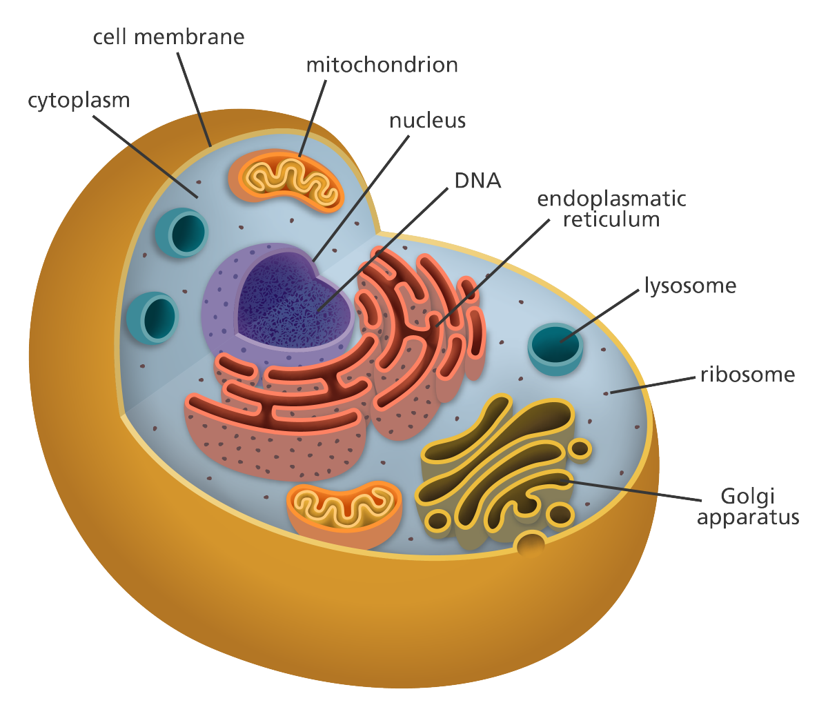 Basic Animal Cell Structure - Cell Enhancer By Health Energy Longevity Llc