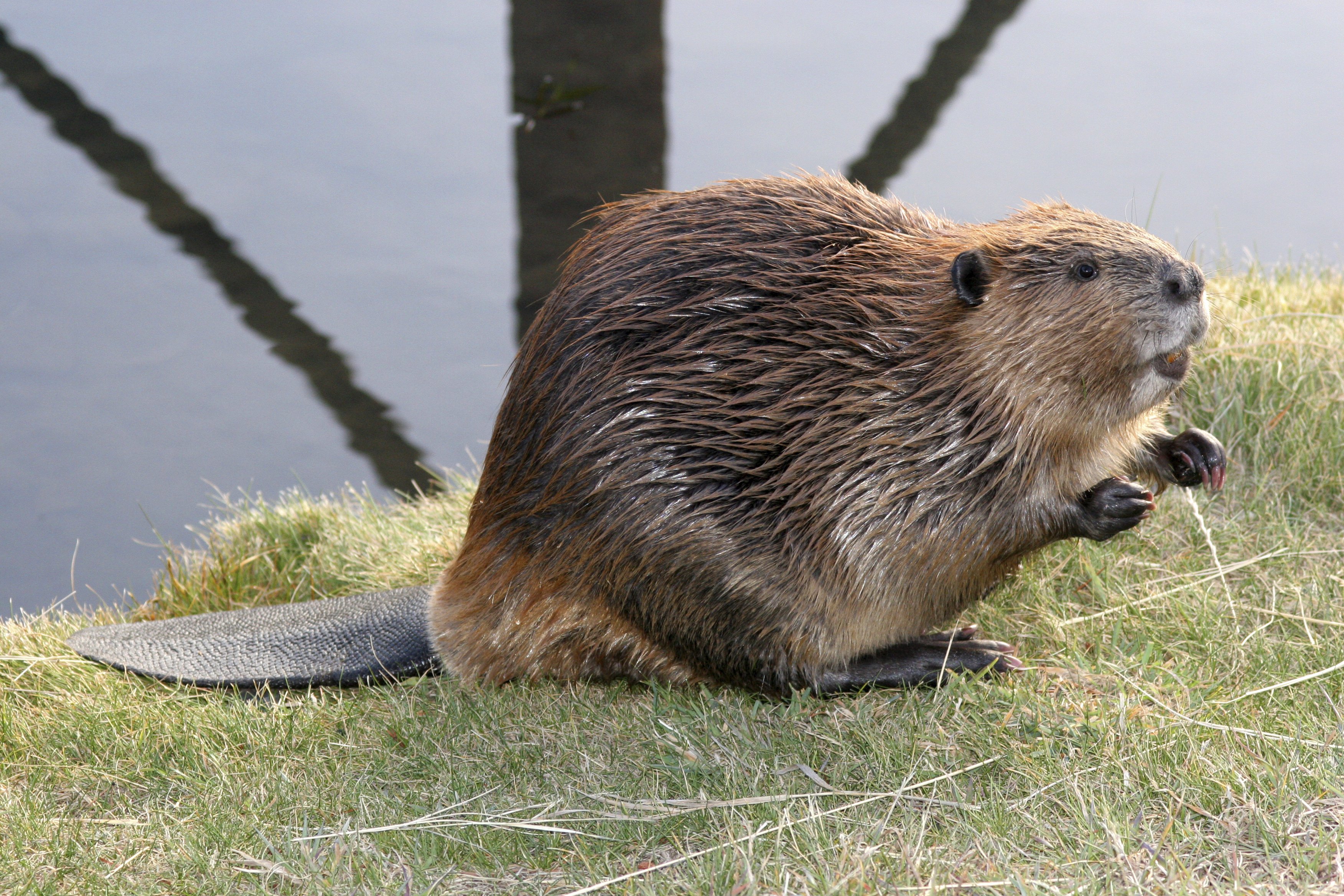 beaver, Rodent, Castor Wallpapers HD / Desktop and Mobile Backgrounds - Does Castor Oil Remove Skin Tags