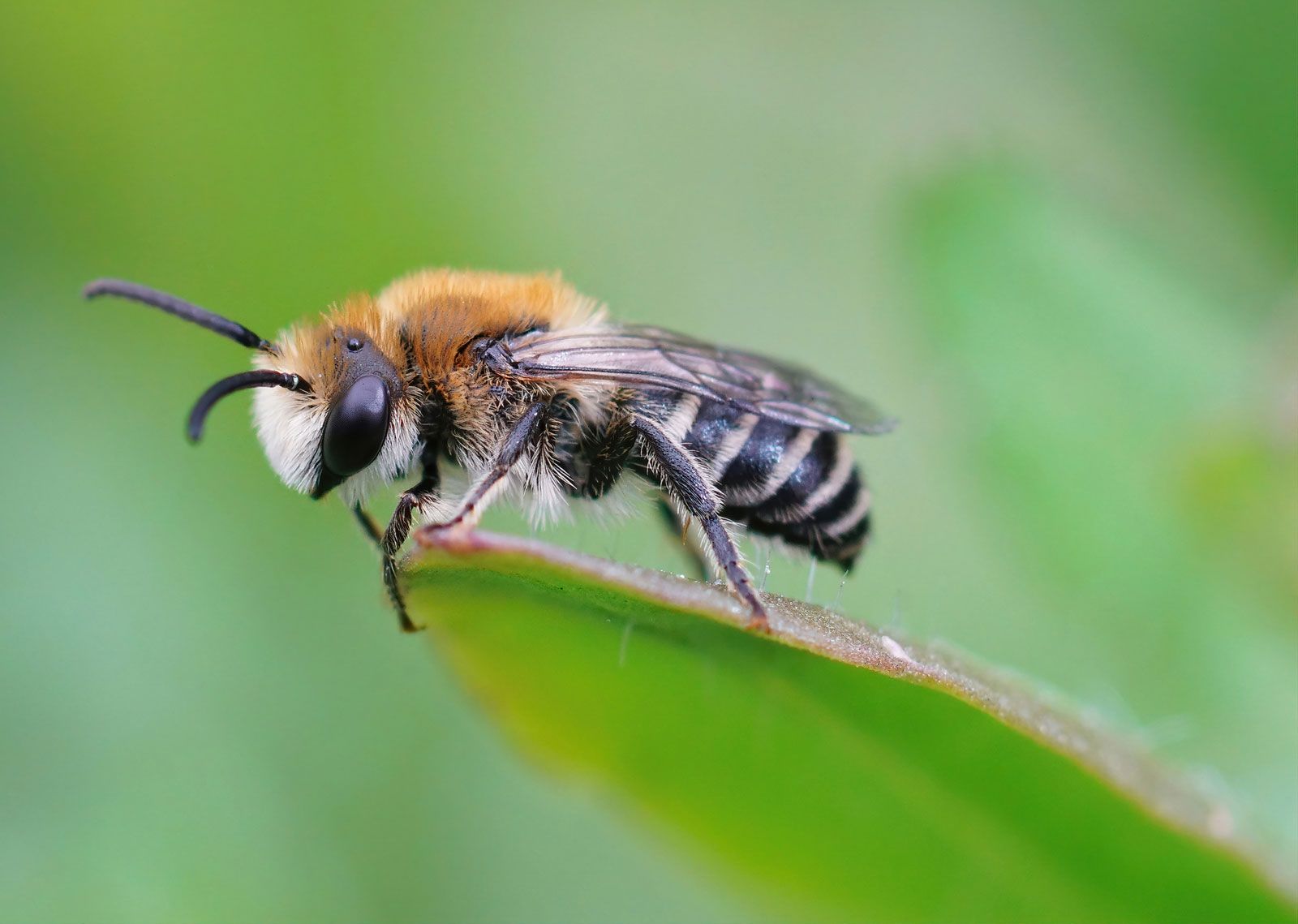 Bee Venom Benefits For Skin Tags