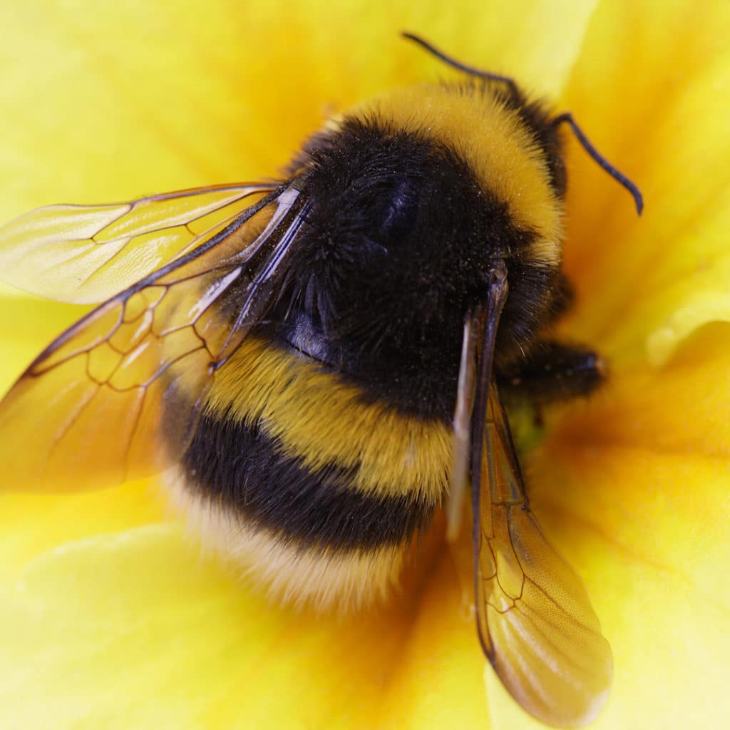 Bee Venom Skin Tag Remover Reviews Consumer Reports