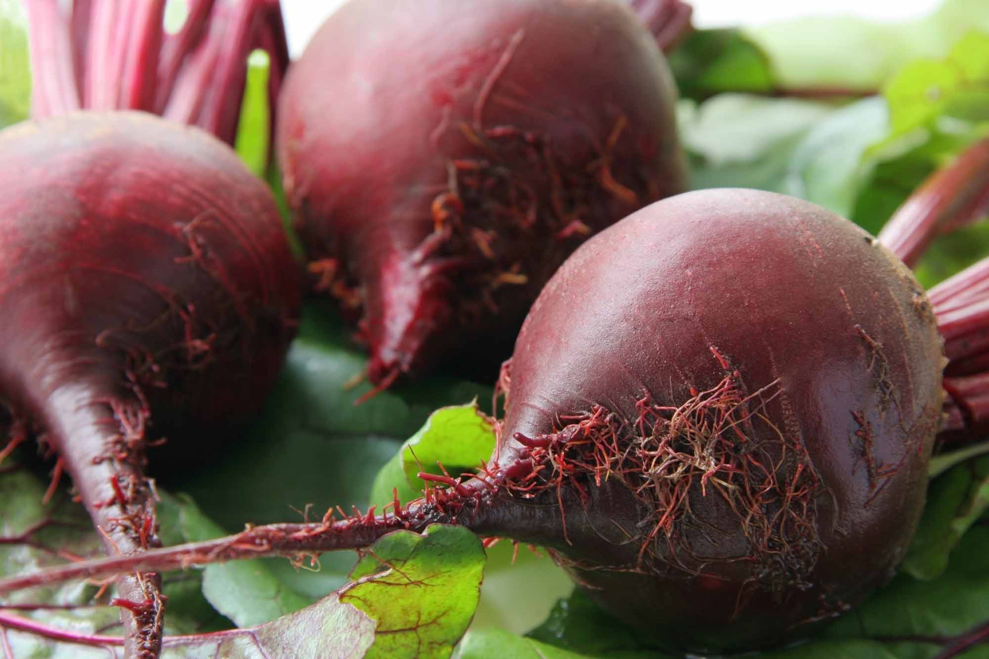 Beet | The Canadian Encyclopedia - Beet Root Powder For Pre Workout