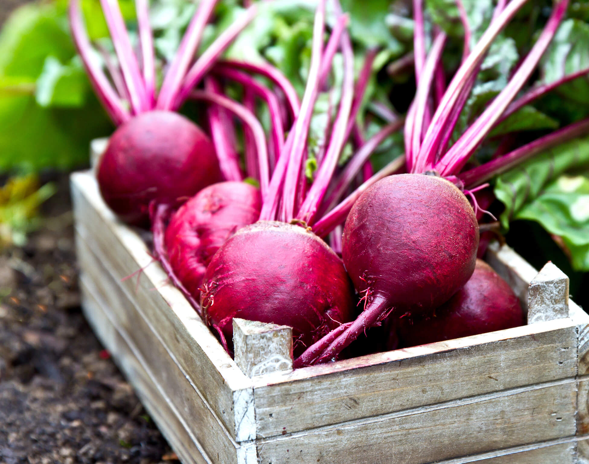 Beet Root Powder For Pre Workout