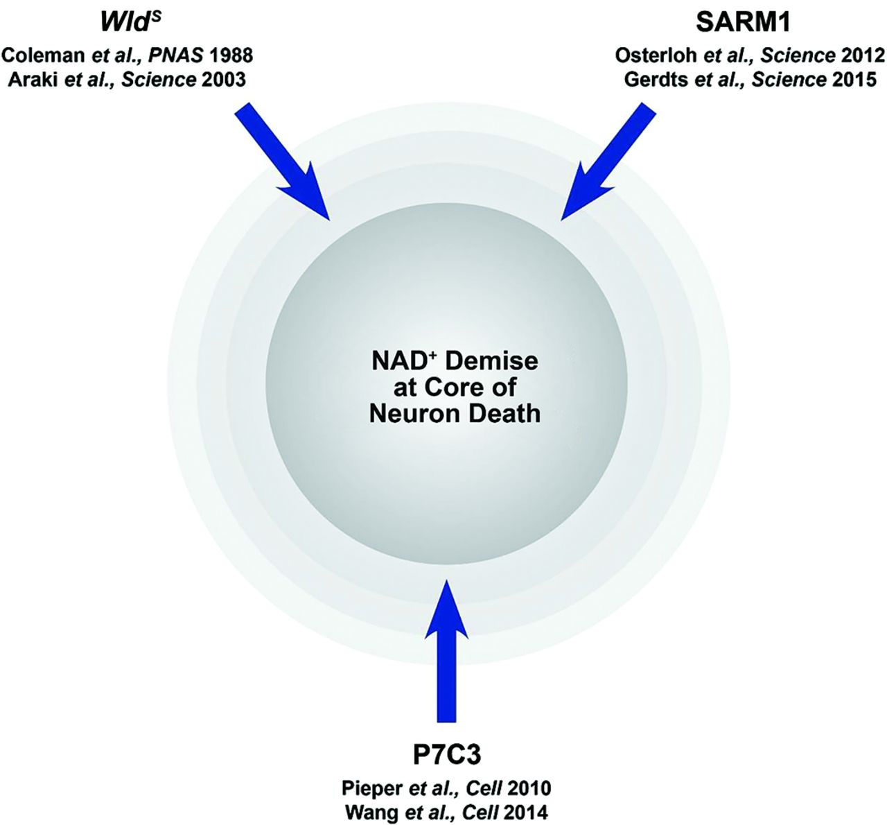 Benefits of Enhancing Nicotinamide Adenine Dinucleotide Levels in - Nicotinamide Adenine Dinucleotide Vs Nicotinamide Riboside