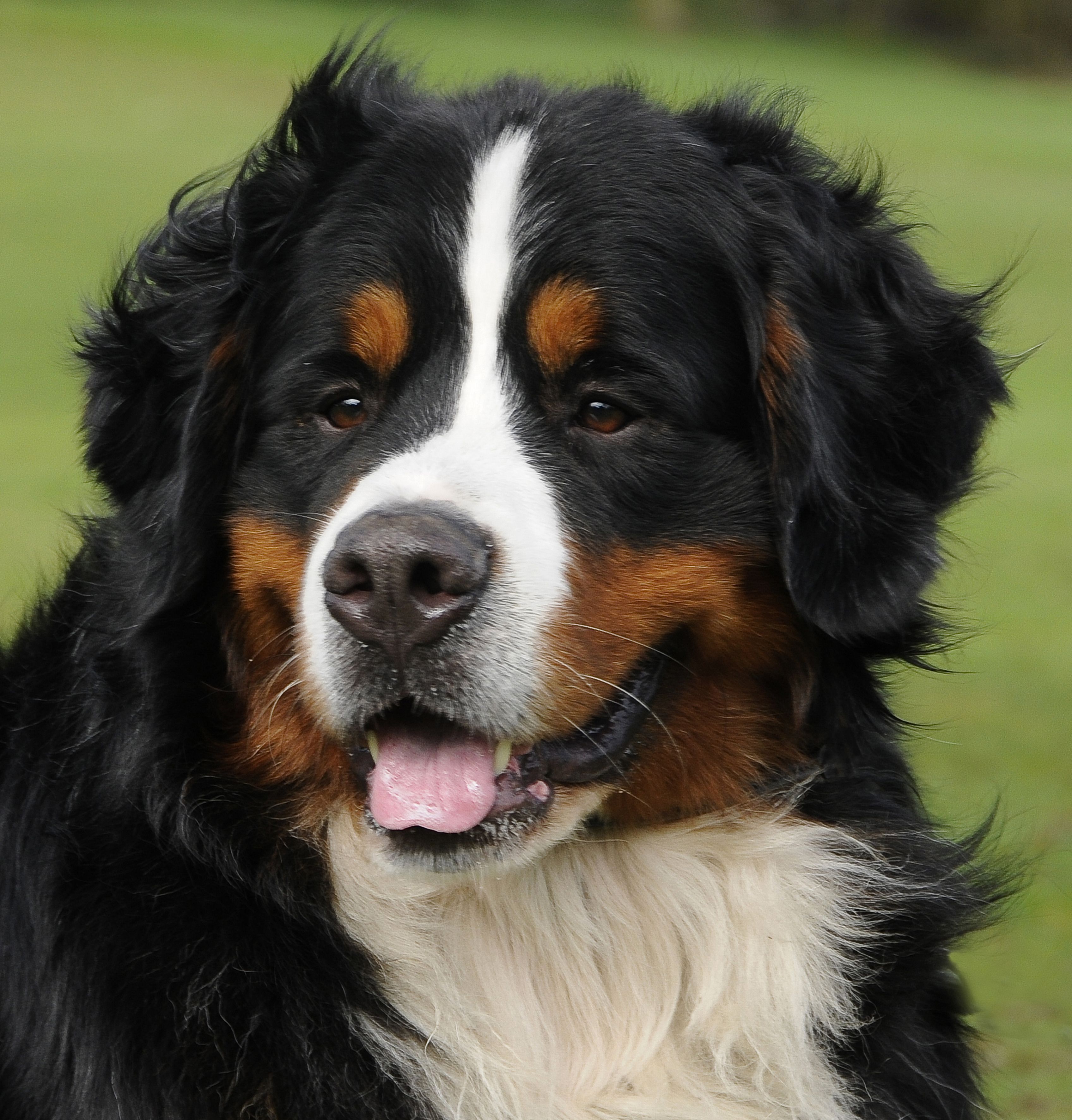 Bernese Mtn Dog Puppies For Sale
