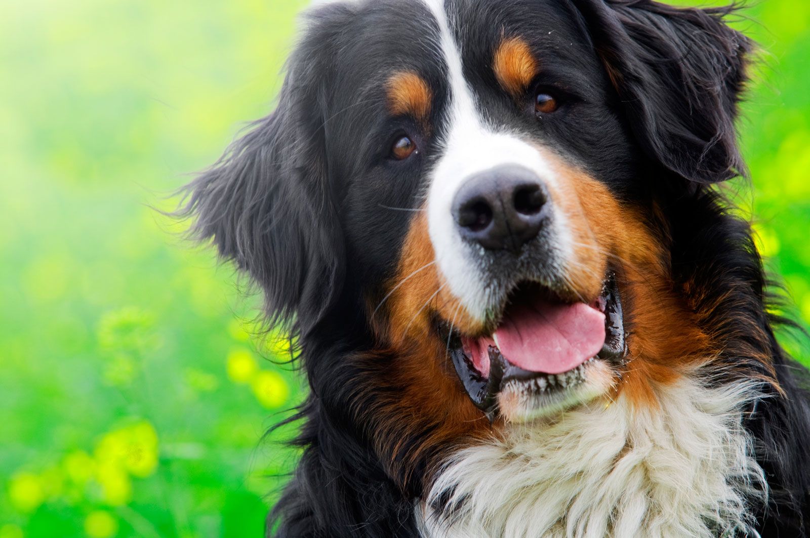 Bernese Mountain Dog Rescue Southern Ca - Bernese Mtn Dog Puppies For Sale