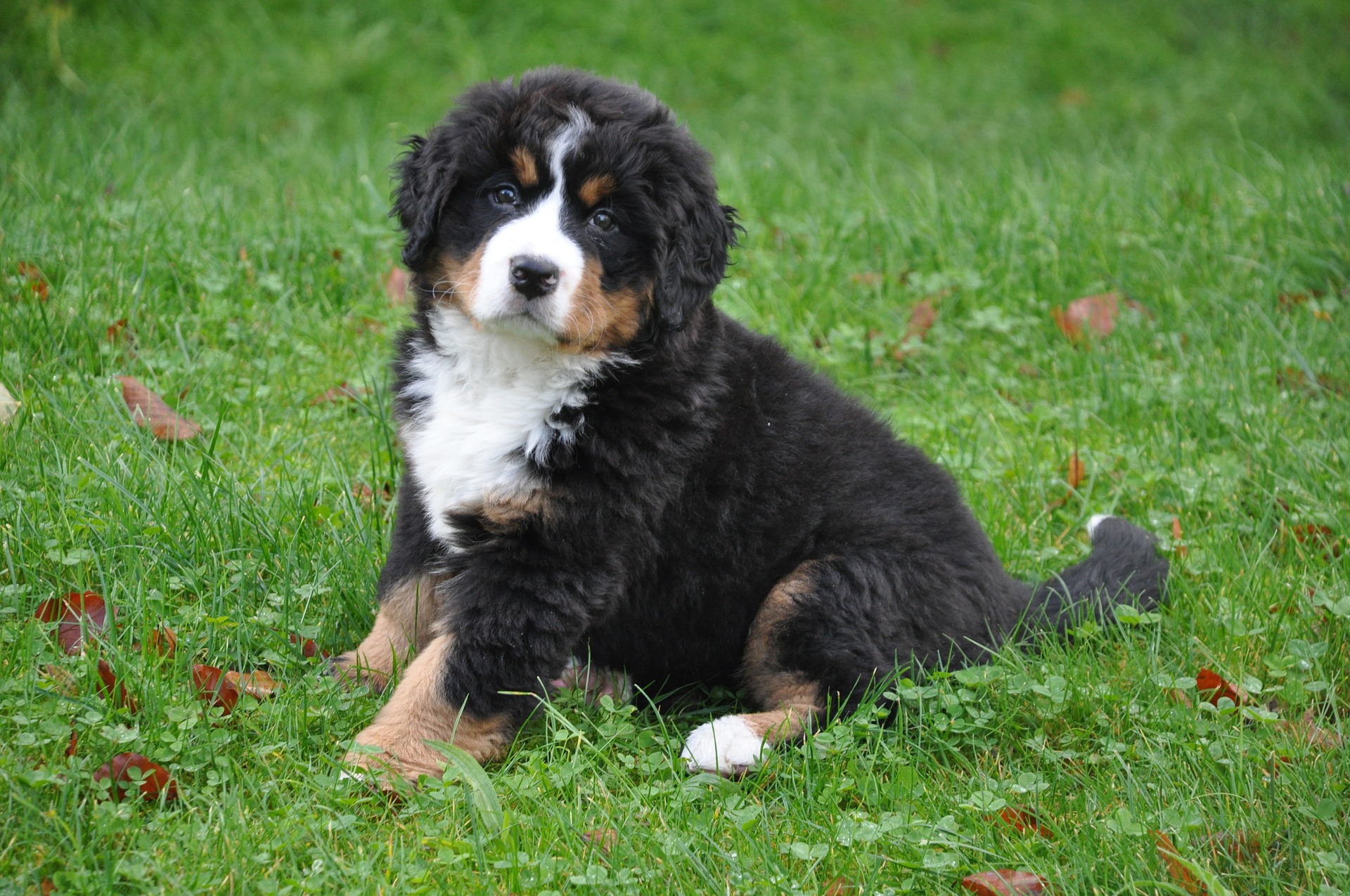 Bernese Mountain Dog: The Gentle Giant of the Swiss Alps - All Big Dog - Bernese Mtn Dog Puppies For Sale