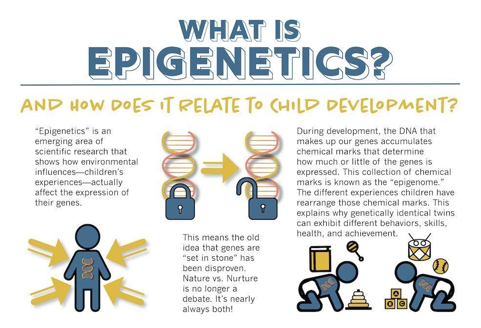 According To The Epigenetic View Development Is