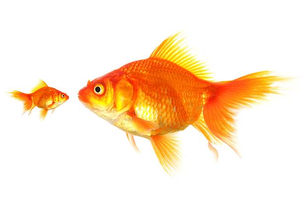 Big And Small Stock Photos, Pictures & Royalty-Free Images - iStock - Small Loan No Credit Check Instant Approval