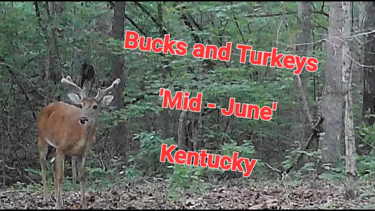 BIG Kentucky Bucks 'Mid-June' - YouTube - How Many Bucees Are In Kentucky