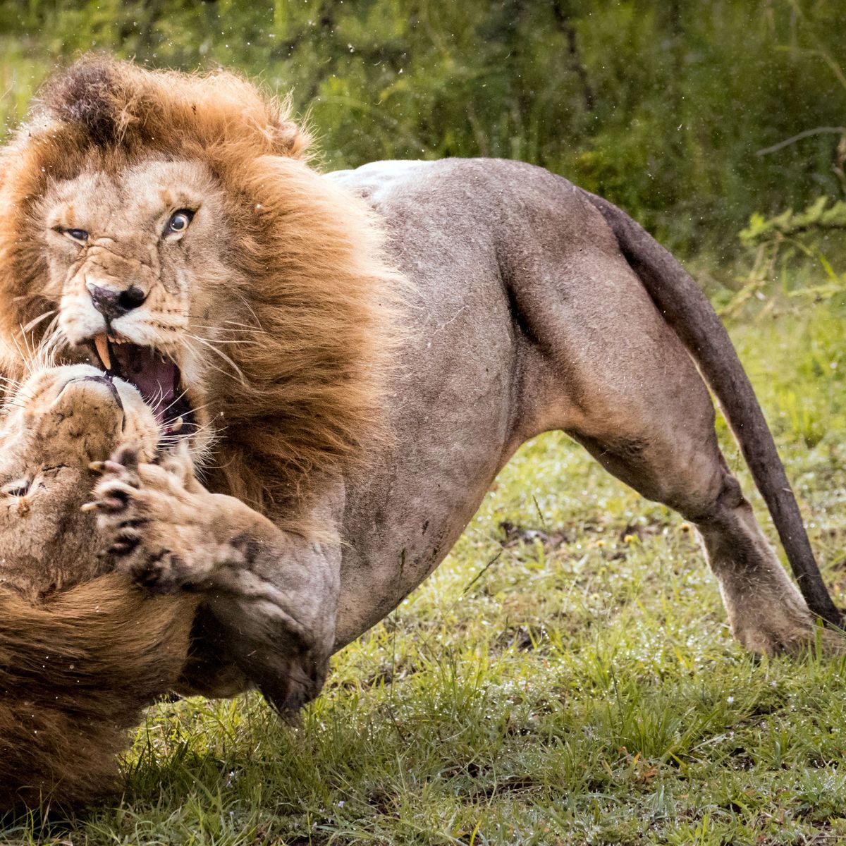 biggest lion in the world Biggest lion ever recorded - Biggest Biotech Hubs In The World