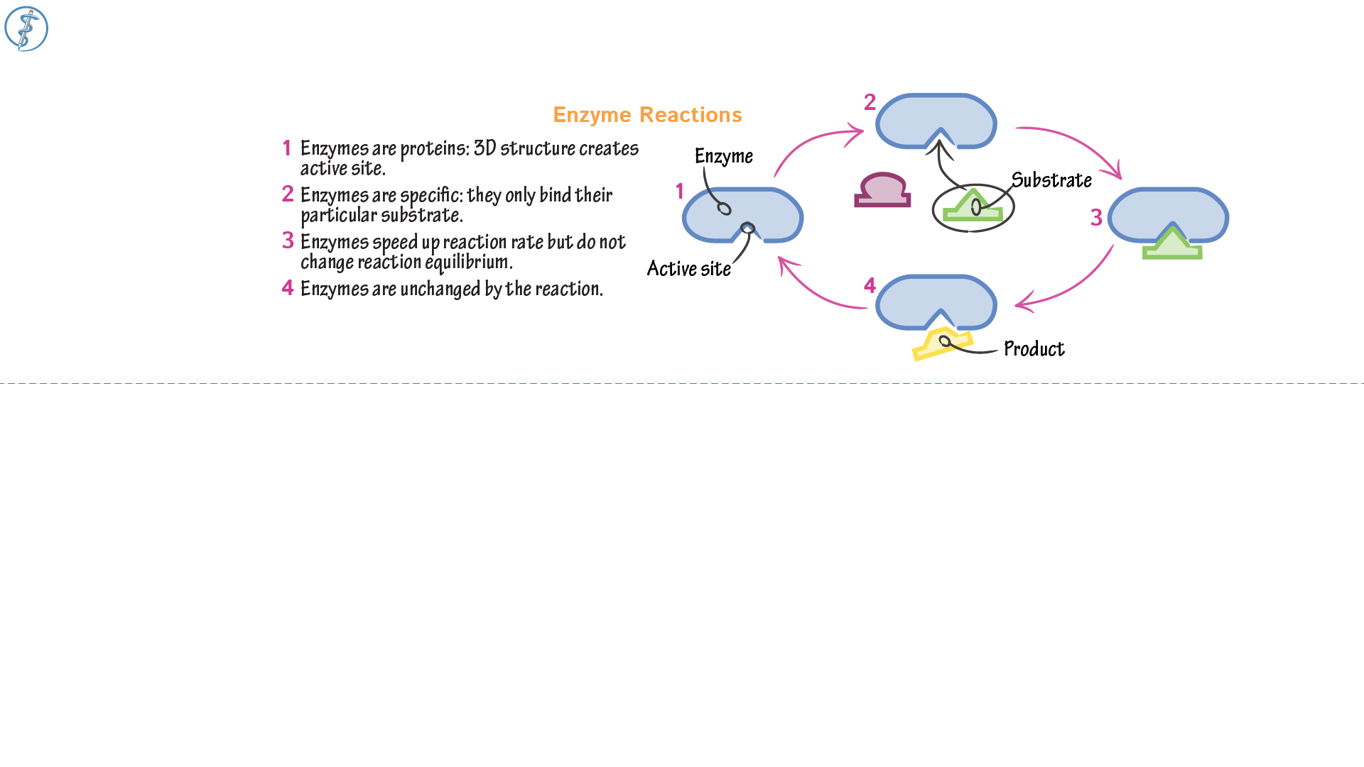 After An Enzyme Reaction Is Completed The Enzyme