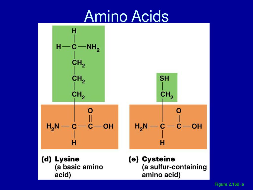 Biochemistry. - ppt download - Amino Acids Are Delivered In Their Appropriate Order By