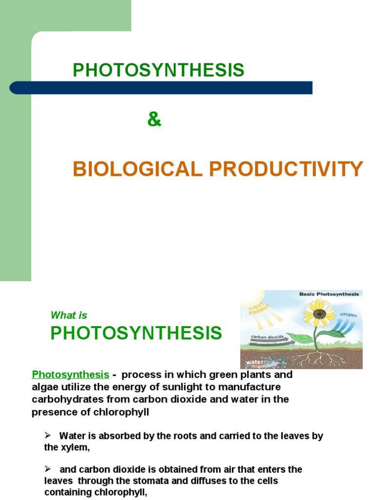 Biological Productivity Includes Which Of The Following