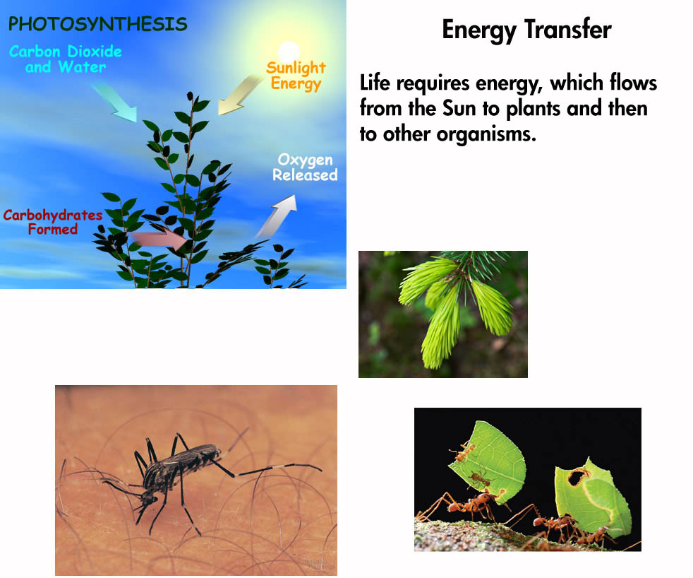Energy Transformations In Organisms Are Always Associated With
